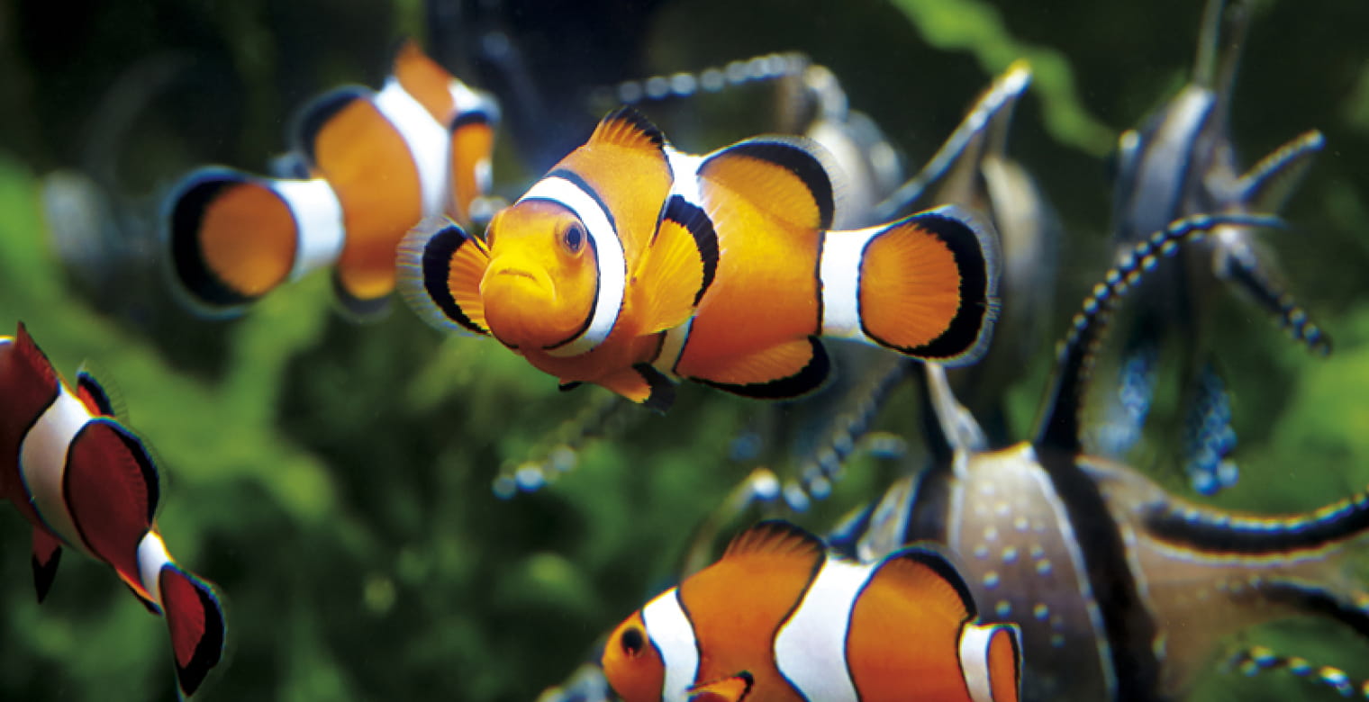 Grand Aquarium de Saint-Malo  