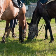 Centre équestre et poney club de Hac à Saint-Gondran