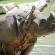 Loi-LeGuerno-Branfere-Rhino