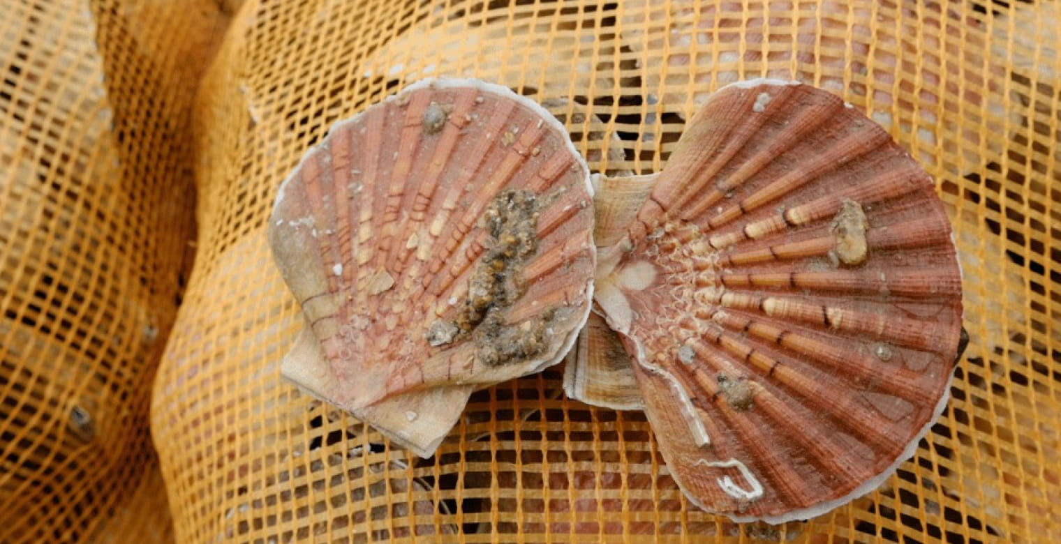 Photo_coquilles_Saint_Jacques_Pordic