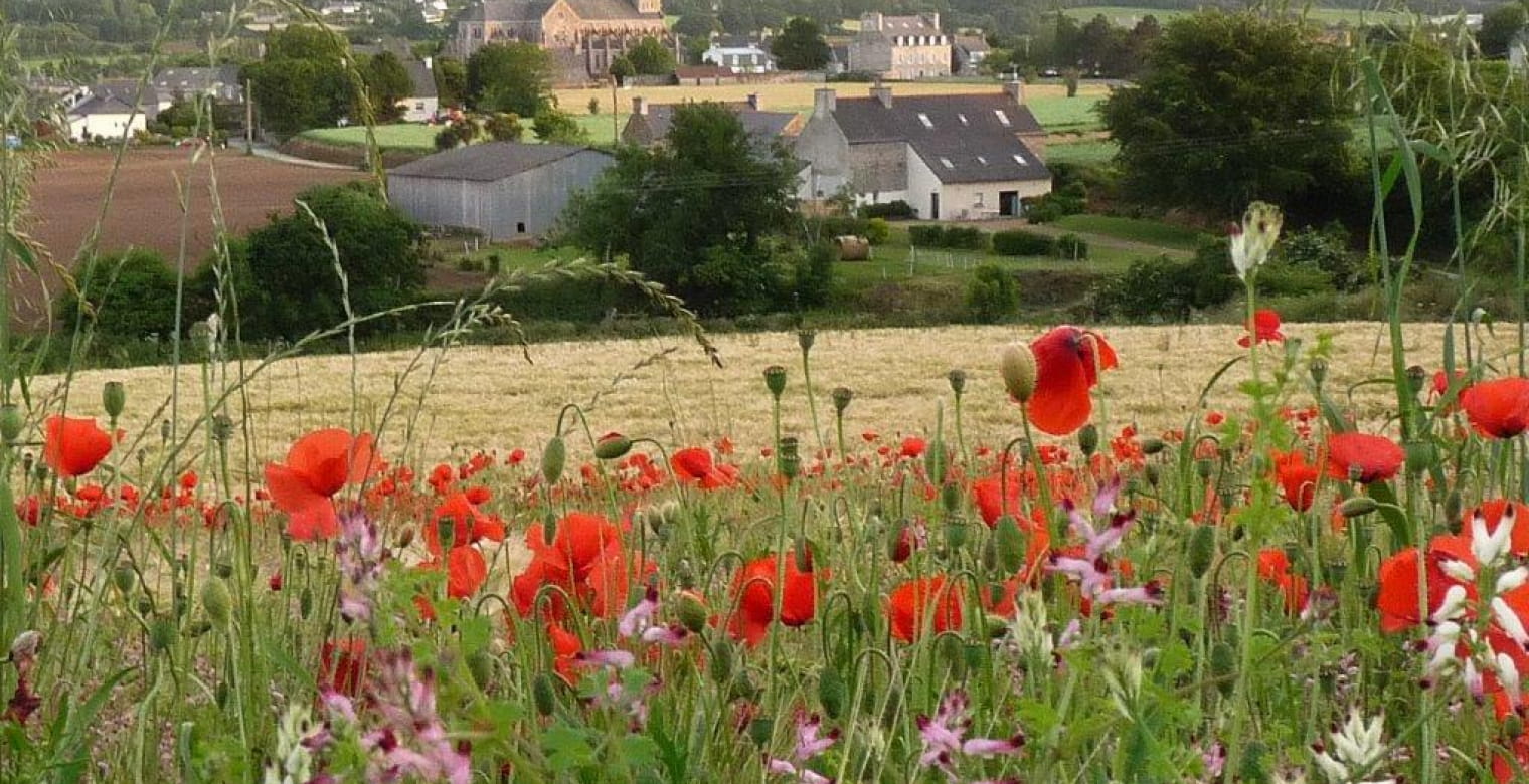 église et coquelicots juin 2016N jpg (2)