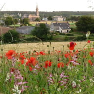 église et coquelicots juin 2016N jpg (2)