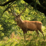 Loi-Priziac-Sterou-Cerf