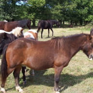 cheval broceliande 2.jpg