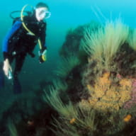 Plongée sous-marine Angélus Plongée