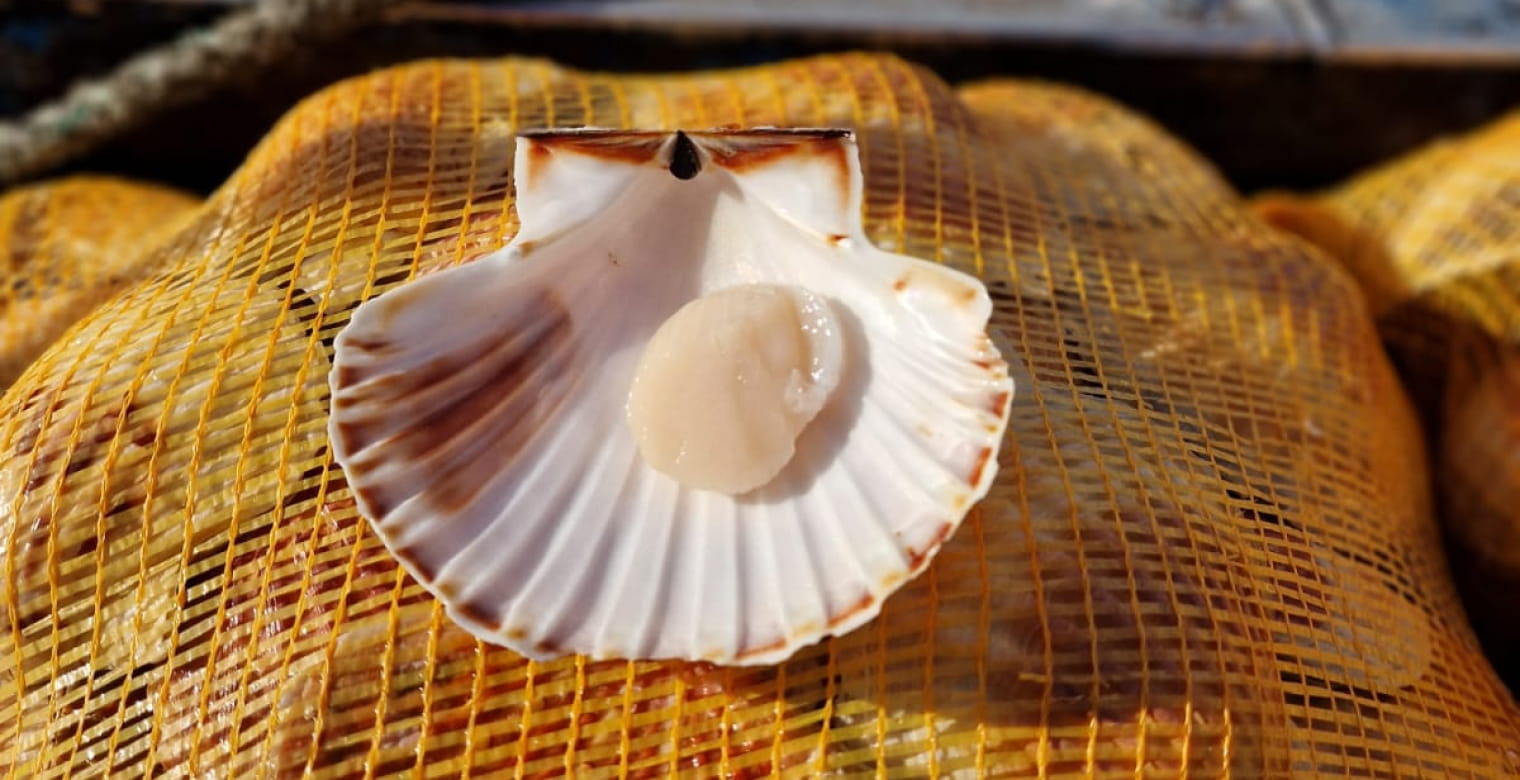 Vente Coquilles St Jacques de la Baie de St Brieuc