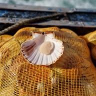 Vente Coquilles St Jacques de la Baie de St Brieuc