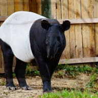 photo tapir noir zoo