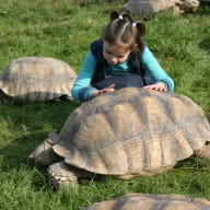 enfant tortue