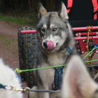 Huskies_4_Ferme Nordique Brocéliande_Paimpont