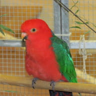 expo oiseaux exotiques - monterrein - broceliande - bretagne