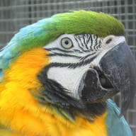 Ara bleu - Parc Ornithologique de Bretagne - Bruz