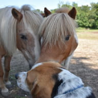 Poney Club - Aelis Poney Club - Saint-Malo