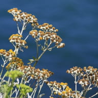 Loisirs-Balades accompagnées sur les pas de l'Ermite-Saint-Malo