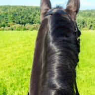 Ty-Haras-Lancieux-vue-du-cavalier