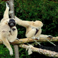 gibbon-a-bonnet-M