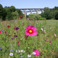 la_jardin_de_la_biodioversité_saint-brieuc_vallée_gouédic