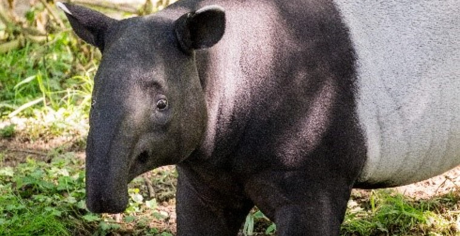 photo tapir gris zoo