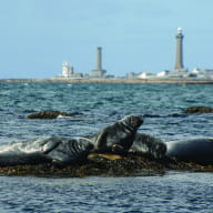 Archipel Excursions - Penmarc'h - Pays Bigouden2