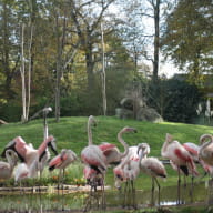 Flamants roses Zoo de la Bourbansais à Pleugeneuc