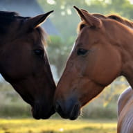 ecuries-saint-lunaire---Chevaux