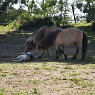 Poney Club - Aelis Poney Club - Saint-Malo