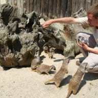 Suricates Zoo de la Bourbansais à Pleugeneuc