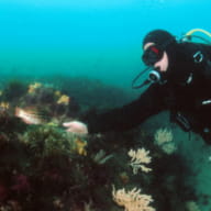 Plongée sous-marine Angélus Plongée