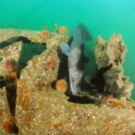 Plongée sous-marine Angélus Plongée