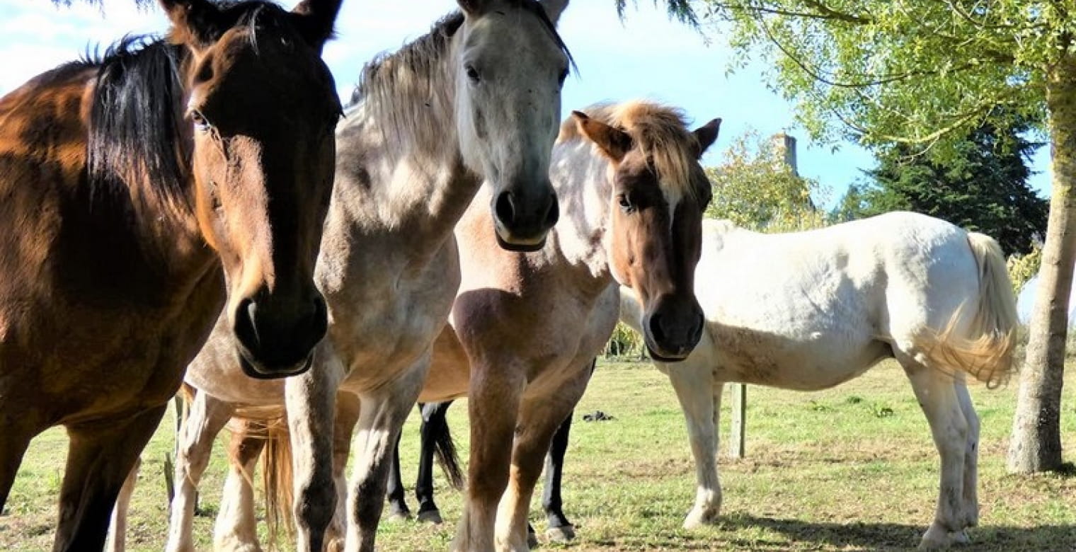 les-chevaux-du-vent-la-claie-des-landes