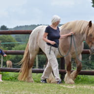 Les Chevaux du Vent - La Claie des Landes