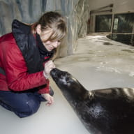 Soin-phoque-polaire-Copyright-Oceanopolis