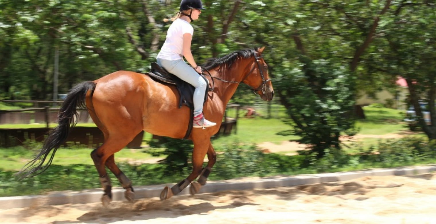 Centre equestre