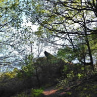 Forêt Iffendic chambre au loup domaine de Careil et boutavent ©office de tourisme Lac de Trémelin (3)