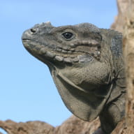 Cyclura cornuta (iguane rhinocéros)