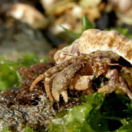 Les-secrets-chuchotés-des-coquillages-et-crustacés-1024x576