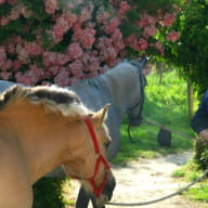 4 Poney club du moulin 500px