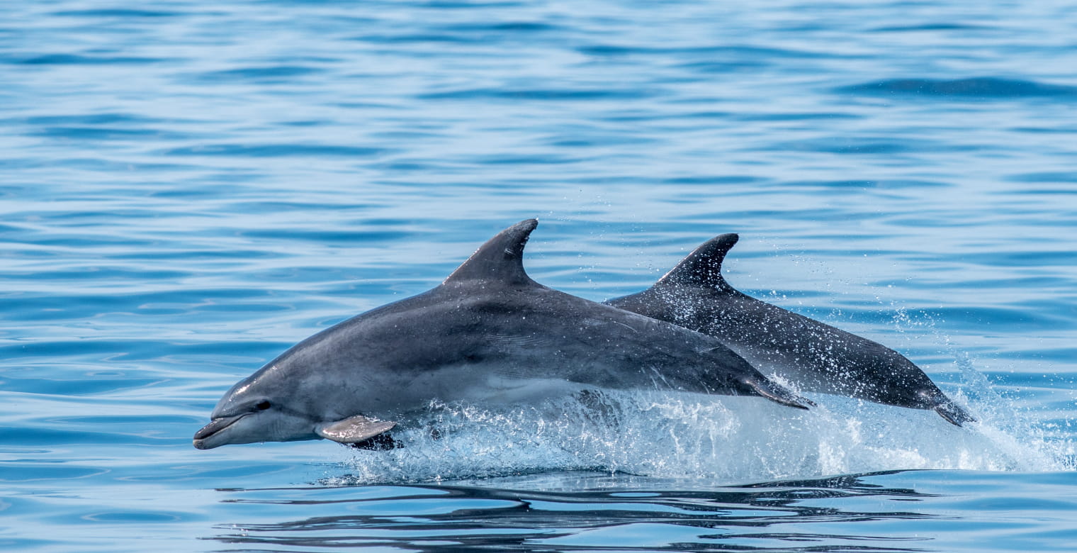 Faune-Ocean---PHOTO-PRINCIPALE---grand-dauphin---sebastien-roques