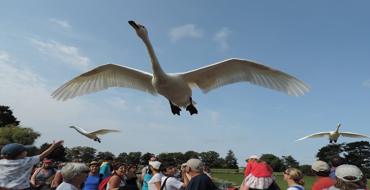 spectacle-oiseaux-C