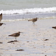 -A-la-découverte-des-oiseaux-du-bord-de-mer